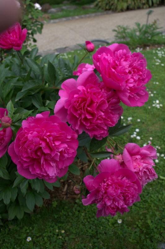 Pivoine 'Souvenir de Marguerite Lemoine'